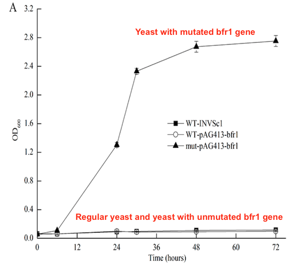Engineered Yeast Is Resistant to Caffeine American
